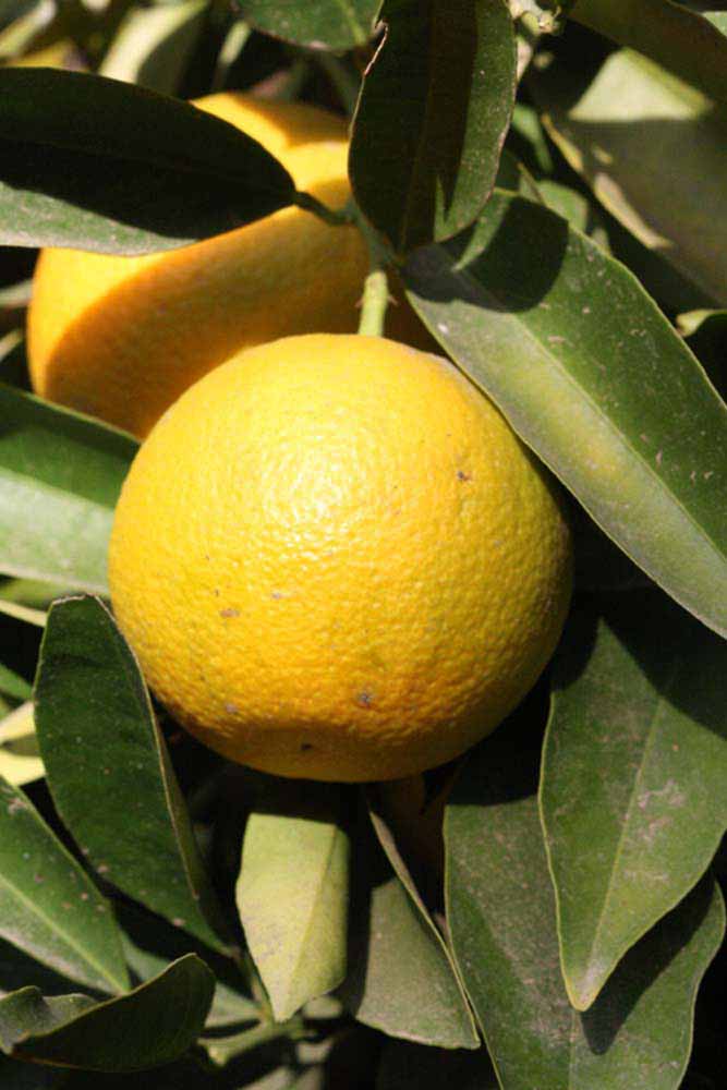            Fruit (Riverside, CA)   